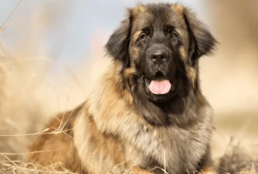 تعرف على افضل أنواع الكلاب الشرسة