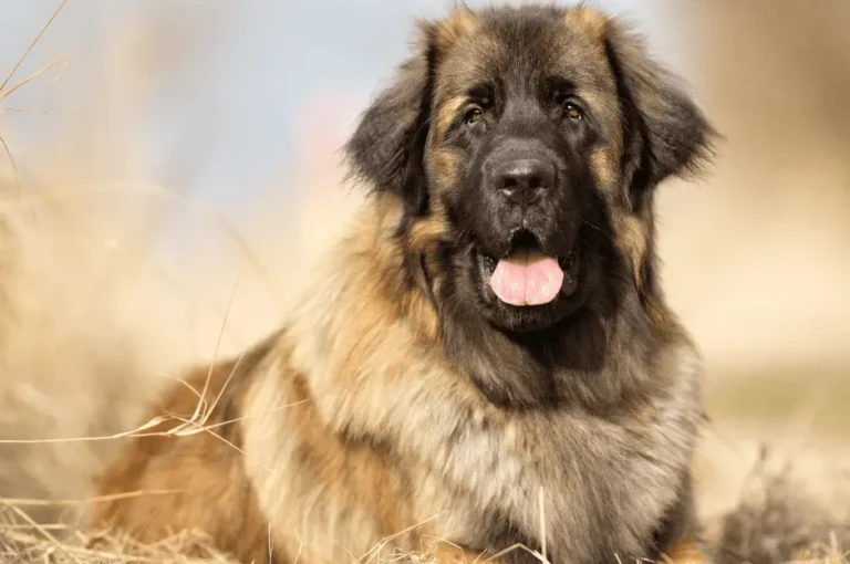 تعرف على افضل أنواع الكلاب الشرسة