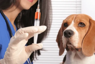 كيفية العناية الصحية بالكلاب الشرسة