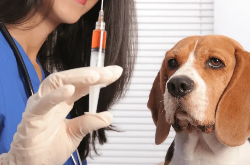 كيفية العناية الصحية بالكلاب الشرسة