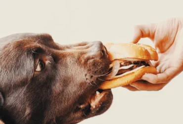 أفضل نظام غذائي للكلاب الشرسة