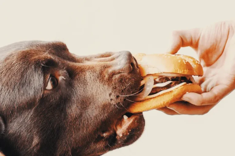 أفضل نظام غذائي للكلاب الشرسة