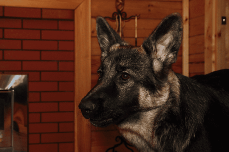 هل كلاب جرمن مناسبة للشقق؟