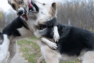 حل مشاكل تدريب الكلاب الشرسة