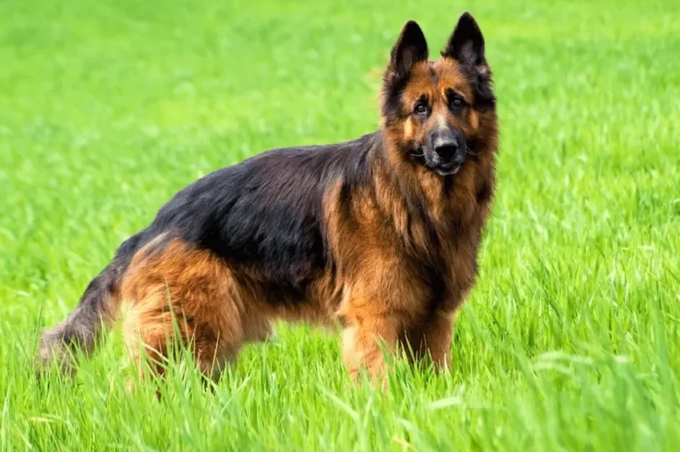 أنواع كلاب الجرمن شيبرد