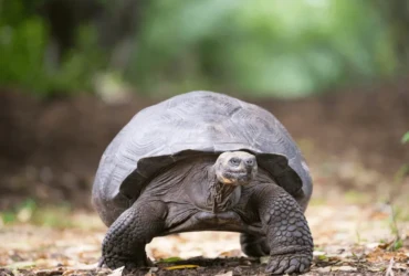 دورة حياة السلاحف الصغيرة