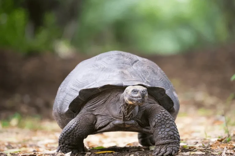 دورة حياة السلاحف الصغيرة