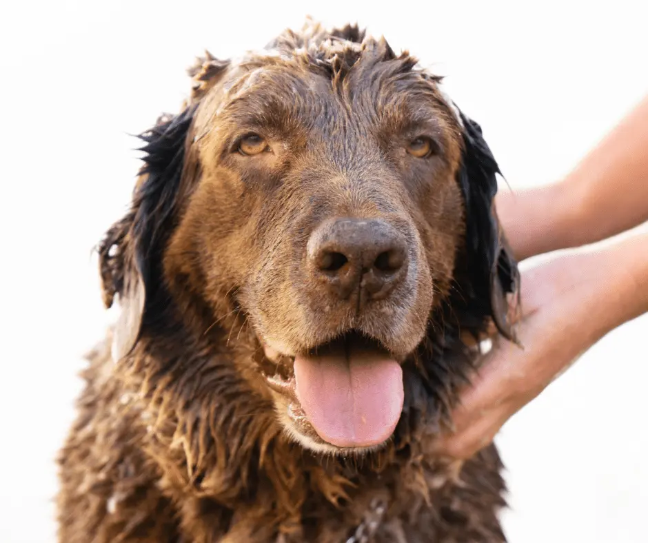 الحفاظ على نظافة فرو الكلاب الشرسة