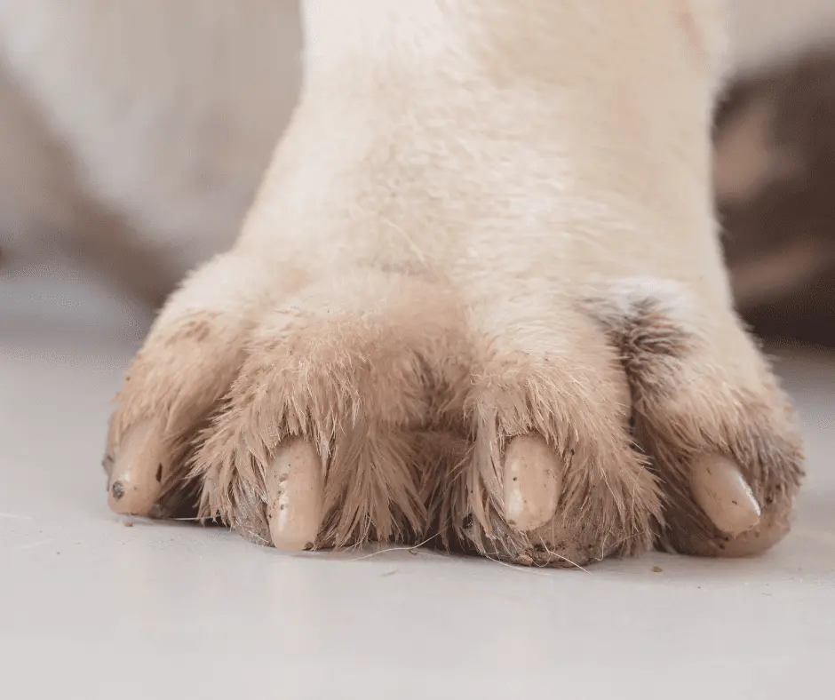 العناية بأظافر الكلاب الشرسة