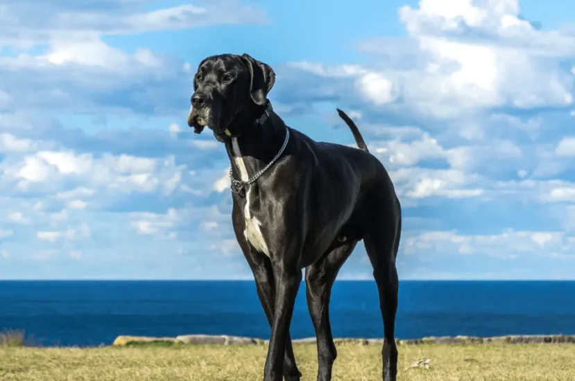 تعرّف على شخصية كلاب الدنواه وكيفية التعامل معها