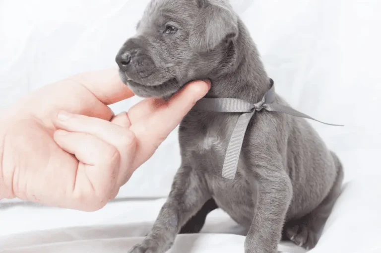 مميزات كلاب الدنواه الصغيرة