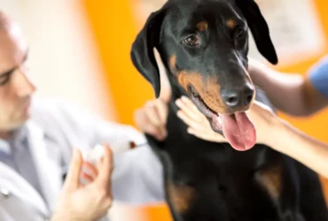 كيف تحافظ على صحة كلاب الدنواه