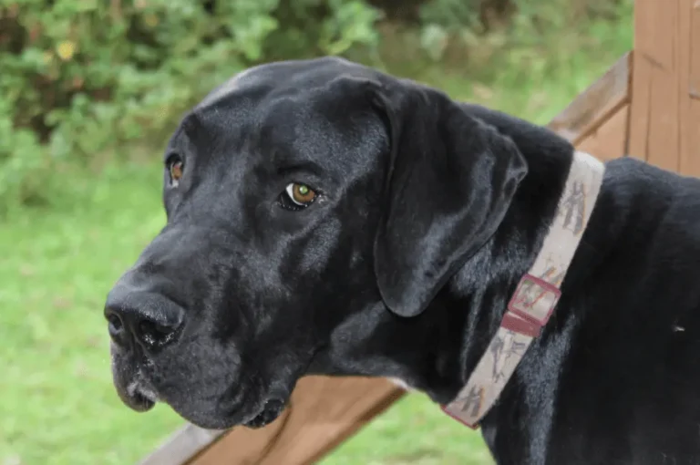 تعرف على كلاب الدنواه السوداء