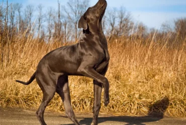 تصرفات كلاب الدنواه وكيفية التعامل معها