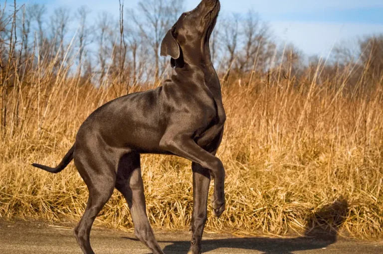 تصرفات كلاب الدنواه وكيفية التعامل معها