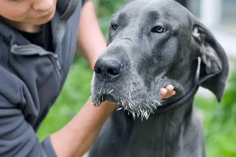 كيفية العناية بكلاب الدنواه