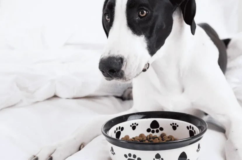 أفضل طعام لكلاب الدنواه
