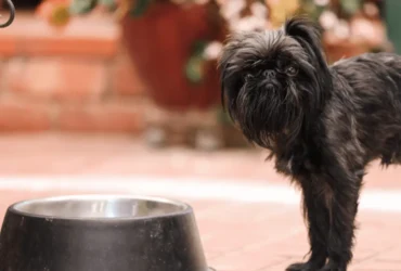 أفضل طعام لكلاب اللولو جريفون صغيره الحجم