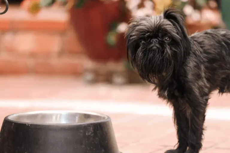 أفضل طعام لكلاب اللولو جريفون صغيره الحجم