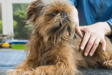 كيف تحافظ على صحة كلاب اللولو جريفون