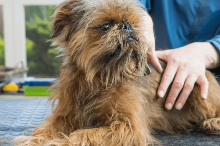 كيف تحافظ على صحة كلاب اللولو جريفون