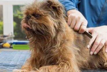 كيفية العناية بكلاب اللولو جريفون