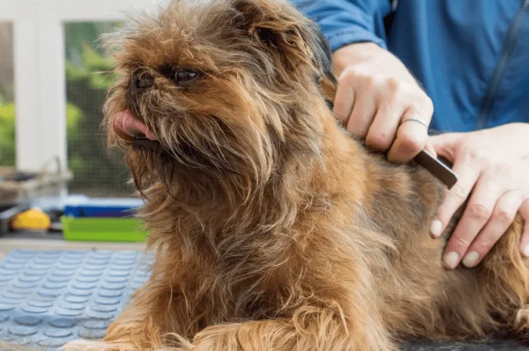 كيفية العناية بكلاب اللولو جريفون