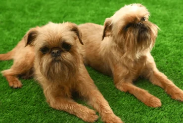 أنواع كلاب اللولو جريفون ومميزاتها المختلفة