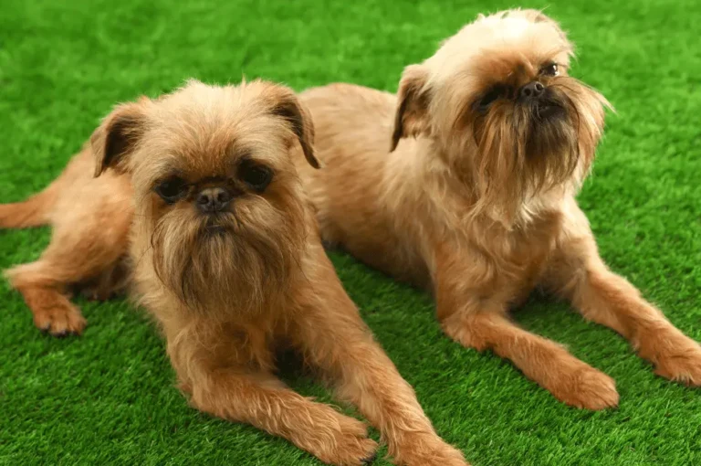 أنواع كلاب اللولو جريفون ومميزاتها المختلفة