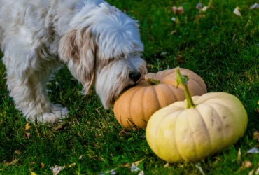 النظام الغذائي لكلاب اللولو جريفون