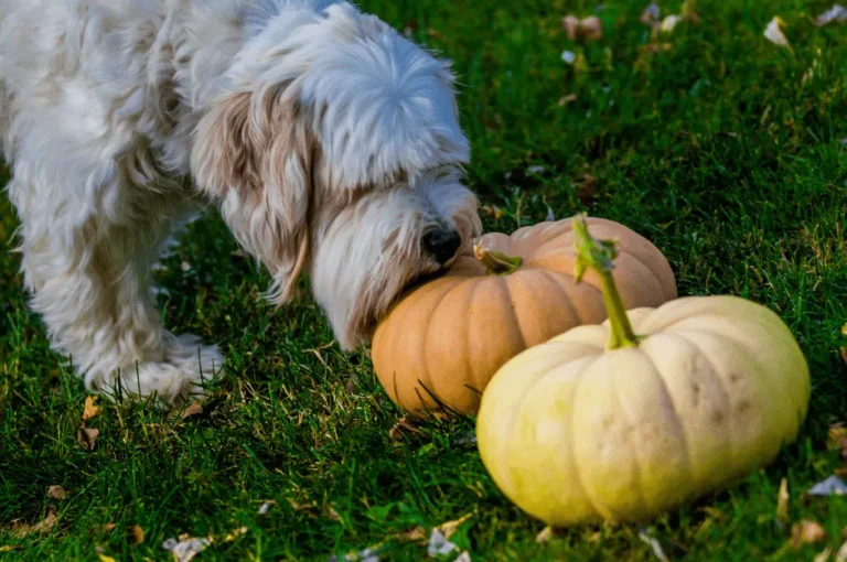 النظام الغذائي لكلاب اللولو جريفون