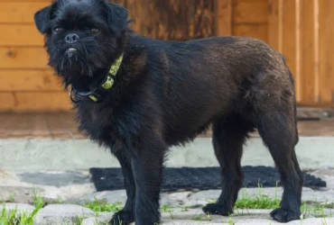 شخصية كلاب اللولو جريفون وكيفية التعامل معها