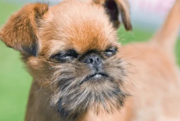 تدريب كلاب اللولو جريفون على استخدام الحمام