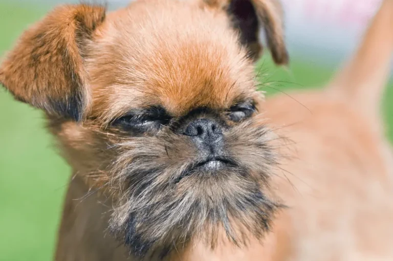 تدريب كلاب اللولو جريفون على استخدام الحمام