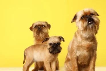 مميزات كلاب اللولو جريفون الصغيرة وكيفية العناية بها