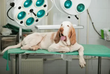 كيف تحافظ على صحة كلاب الصيد