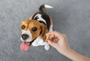 أفضل طعام لكلاب الصيد