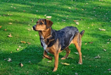 تعرّف على شخصية كلاب الصيد