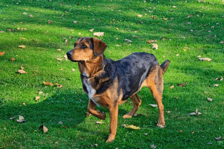 تعرّف على شخصية كلاب الصيد