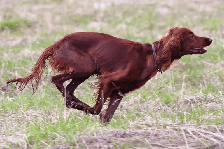 كيف تتبنى كلب صيد