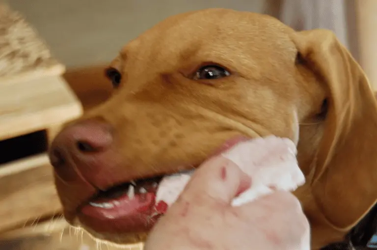 النظام الغذائي المثالي لكلاب الصيد