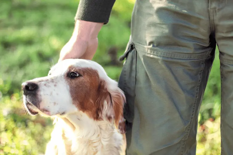 كيف تعتني بكلاب الصيد: دليل شامل للعناية والاهتمام