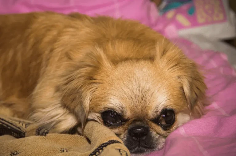 نصائح لتدريب كلاب البيكنواه على الطاعة