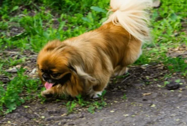 كيف تدرب كلاب البيكنواه على استخدام الحمام