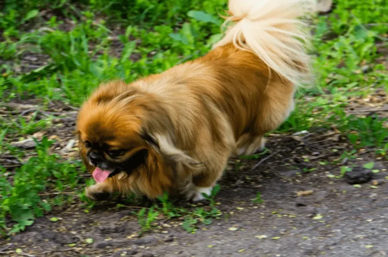 كيف تدرب كلاب البيكنواه على استخدام الحمام