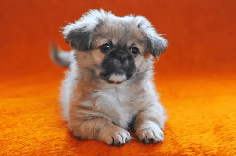 مميزات و رعاية كلب بيكنواه صغير