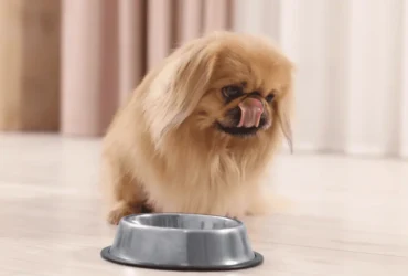 النظام الغذائي الأمثل لكلاب البيكنواه