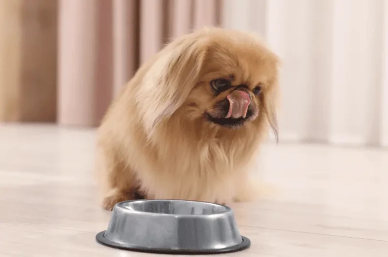 النظام الغذائي الأمثل لكلاب البيكنواه