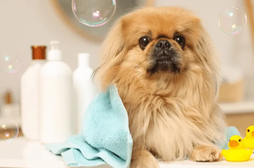 كيف تعتني بكلاب البيكنواه