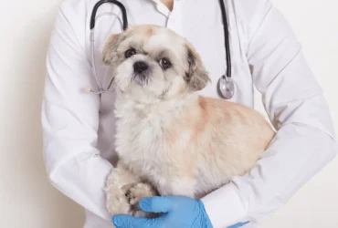 كيف تحافظ على صحة كلاب البيكنواه